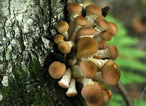 В Сибири найдены грибы, обладающие свойствами противовирусного средства