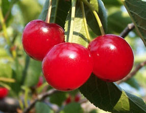 Ягоды кислой вишни помогают предотвратить инсульт