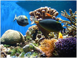 Рыбы составляют основу питательной экосистемы морей