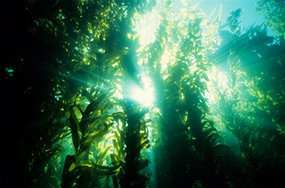 Морские водоросли защищают кожу от образования прыщей
